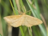 Idaea ochrata (Scopoli, 1763)