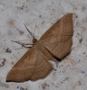 Idaea ochrata (Scopoli, 1763)