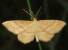 Idaea ochrata (Scopoli, 1763)