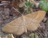 Idaea ochrata (Scopoli, 1763)