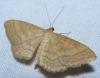 Idaea ochrata (Scopoli, 1763)