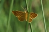 Idaea ochrata (Scopoli, 1763)