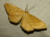 Idaea ochrata (Scopoli, 1763)