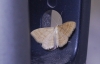 Idaea ochrata (Scopoli, 1763)