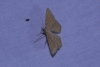 Idaea ochrata (Scopoli, 1763)