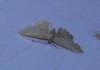 Idaea ochrata (Scopoli, 1763)