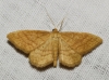 Idaea ochrata (Scopoli, 1763)