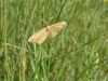 Idaea ochrata (Scopoli, 1763)