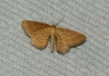 Idaea ochrata (Scopoli, 1763)