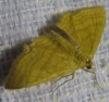 Idaea ochrata (Scopoli, 1763)