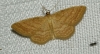 Idaea ochrata (Scopoli, 1763)