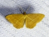 Idaea ochrata (Scopoli, 1763)