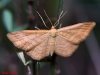 Idaea ochrata (Scopoli, 1763)