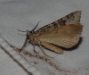 Larentiinae Larentiinae