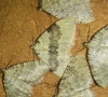 Larentiinae sp. Larentiinae sp.