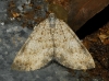 Larentiinae sp. Larentiinae sp.