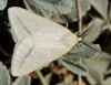 Rhodometra sacraria Rhodometra sacraria