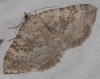 Scotopteryx octodurensis (Favre, 1903)