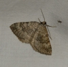 Scotopteryx octodurensis (Favre, 1903)