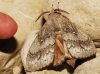 Dendrolimus pini Dendrolimus pini