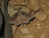 Dendrolimus pini Dendrolimus pini