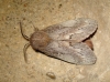 Dendrolimus pini Dendrolimus pini