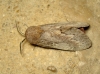 Dendrolimus pini Dendrolimus pini