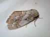 Dendrolimus pini Dendrolimus pini