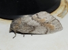 Dendrolimus pini Dendrolimus pini