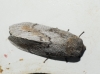 Dendrolimus pini Dendrolimus pini