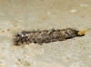 Dendrolimus pini Dendrolimus pini