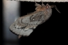 Dendrolimus pini Dendrolimus pini