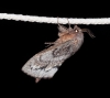 Dendrolimus pini Dendrolimus pini