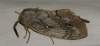 Dendrolimus pini Dendrolimus pini