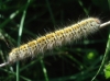 Lasiocampa trifolii Lasiocampa trifolii