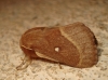 Lasiocampa trifolii Lasiocampa trifolii