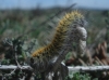 Lasiocampa trifolii Lasiocampa trifolii