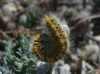 Lasiocampa trifolii Lasiocampa trifolii