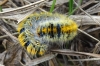 Lasiocampa trifolii Lasiocampa trifolii