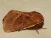 Lasiocampa trifolii Lasiocampa trifolii