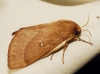 Lasiocampa trifolii Lasiocampa trifolii