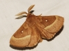 Lasiocampa trifolii Lasiocampa trifolii