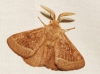 Lasiocampa trifolii Lasiocampa trifolii