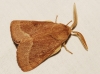 Lasiocampa trifolii Lasiocampa trifolii