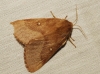Lasiocampa trifolii Lasiocampa trifolii
