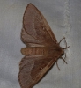 Lasiocampa trifolii Lasiocampa trifolii
