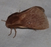 Lasiocampa trifolii Lasiocampa trifolii
