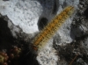 Lasiocampa trifolii Lasiocampa trifolii