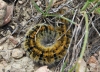 Lasiocampa trifolii Lasiocampa trifolii