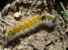 Lasiocampa trifolii Lasiocampa trifolii